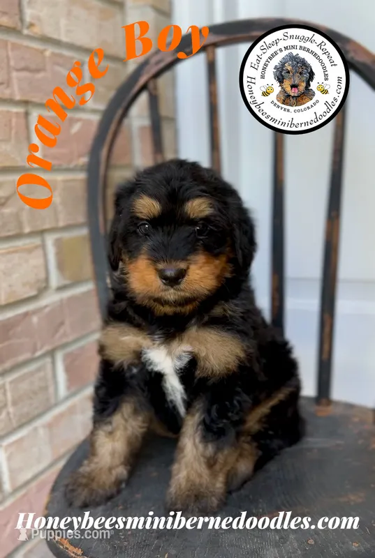 Orange Boy (Willow’s) – Bernedoodle puppy for sale in Brighton, CO