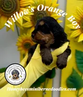 Green Boy (Willow’s), a male Bernedoodle for sale in Brighton, CO – 8 of 10