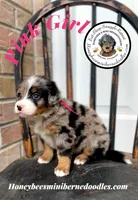Aela’s Pink Girl , a female Miniature Bernedoodle for sale in Brighton, CO – 7 of 7