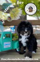 Aela’s Maroon Boy, a male Miniature Bernedoodle for sale in Brighton, CO – 8 of 10