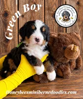 Juni’s Green Boy , a male Miniature Bernedoodle for sale in Brighton, CO – 5 of 10
