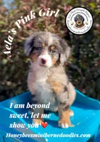 Aela’s Pink Girl , a female Miniature Bernedoodle for sale in Brighton, CO – 1 of 7