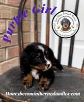 Purple Girl (Aela’s), a female Bernedoodle for sale in Brighton, CO – 3 of 6