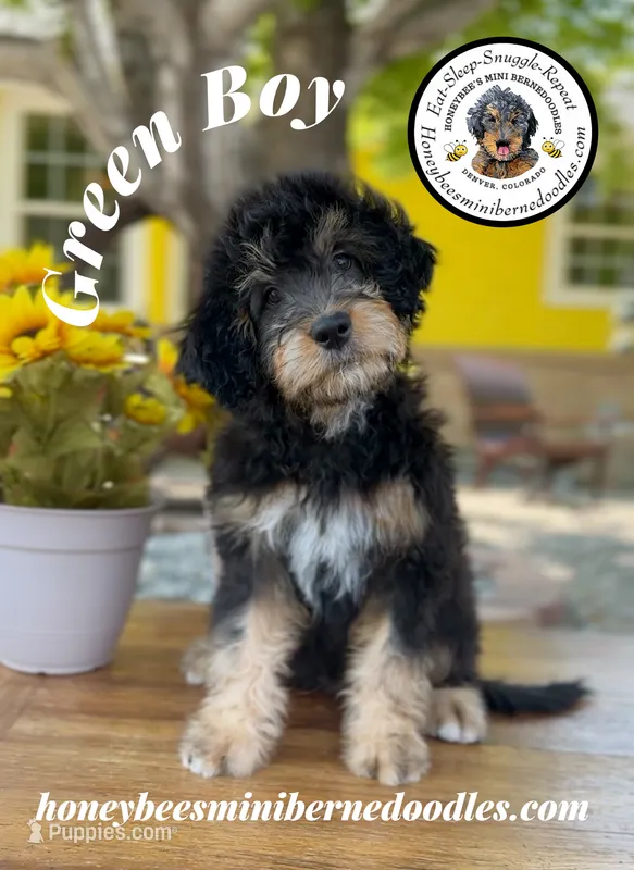 Green Boy (Willow’s) – Bernedoodle puppy for sale in Brighton, CO
