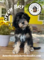 Green Boy (Willow’s), a male Bernedoodle for sale in Brighton, CO – 7 of 10