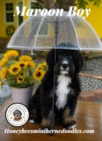 Maroon Boy (Aela’s), a male Bernedoodle for sale in Brighton, CO – 2 of 10