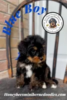 Aela’s Blue Boy, a male Miniature Bernedoodle for sale in Brighton, CO – 10 of 10