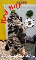 Red Boy (Willow’s), a male Bernedoodle for sale in Brighton, CO – 6 of 8