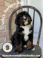 Aela’s Maroon Boy, a male Miniature Bernedoodle for sale in Brighton, CO – 5 of 10
