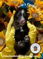 Aela’s Purple Girl , a female Miniature Bernedoodle for sale in Brighton, CO – 3 of 5