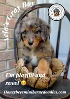 Aela’s Gray Boy, a male Miniature Bernedoodle for sale in Brighton, CO – 1 of 10