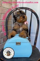 Willow’s Magenta Girl , a female Miniature Bernedoodle for sale in Brighton, CO – 6 of 10