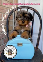 Willow’s Magenta Girl , a female Miniature Bernedoodle for sale in Brighton, CO – 2 of 10