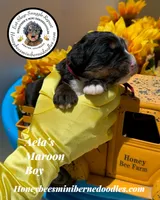 Aela’s Maroon Boy, a male Miniature Bernedoodle for sale in Brighton, CO – 2 of 5