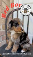 Red Boy (Aela’s), a male Bernedoodle for sale in Brighton, CO – 2 of 8