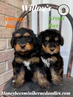 Orange Boy (Willow’s), a male Bernedoodle for sale in Brighton, CO – 5 of 5