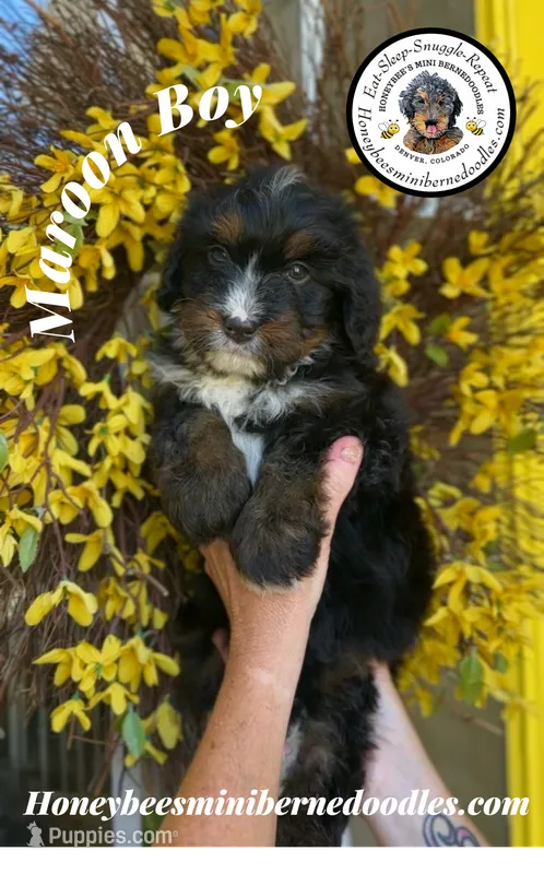 Aela’s Maroon Boy – Miniature Bernedoodle puppy for sale in Brighton, CO
