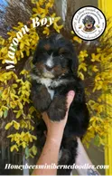 Aela’s Maroon Boy, a male Miniature Bernedoodle for sale in Brighton, CO – 9 of 10