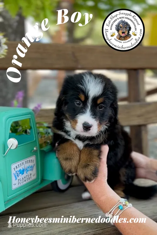Orange Boy (Aela’s) – Bernedoodle puppy for sale in Brighton, CO
