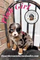 Pink Girl (Aela’s), a female Bernedoodle for sale in Brighton, CO – 4 of 9