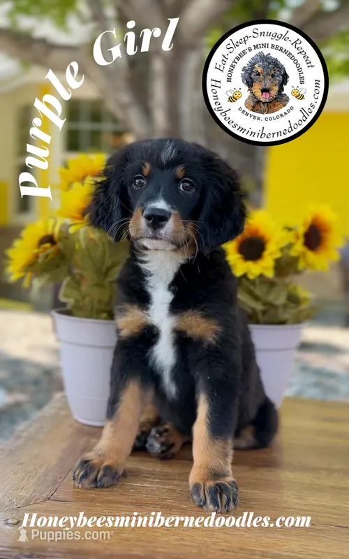 Purple Girl (Aela’s) – Bernedoodle puppy for sale in Brighton, CO