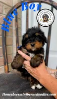 Aela’s Blue Boy, a male Miniature Bernedoodle for sale in Brighton, CO – 9 of 10