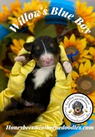 Willow’s Blue Boy , a male Miniature Bernedoodle for sale in Brighton, CO – 3 of 5