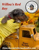 Willow’s Red Boy , a male Miniature Bernedoodle for sale in Brighton, CO – 2 of 5