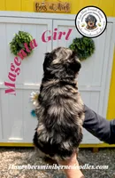 Magenta Girl (Willow’s), a female Bernedoodle for sale in Brighton, CO – 3 of 6