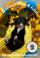 Willow’s Peach Girl , a female Miniature Bernedoodle for sale in Brighton, CO – 3 of 5