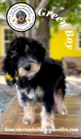 Green Boy (Willow’s), a male Bernedoodle for sale in Brighton, CO – 9 of 10