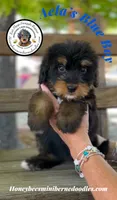 Aela’s Blue Boy, a male Miniature Bernedoodle for sale in Brighton, CO – 2 of 10