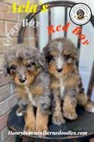 Gray Boy (Aela’s), a male Bernedoodle for sale in Brighton, CO – 4 of 6