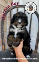 Aela’s Maroon Boy, a male Miniature Bernedoodle for sale in Brighton, CO – 10 of 10
