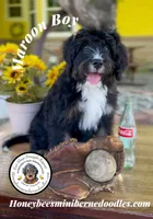 Maroon Boy (Aela’s), a male Bernedoodle for sale in Brighton, CO – 8 of 10