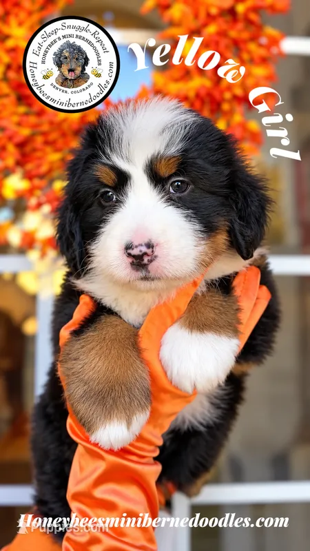 Juni’s Yellow Girl – Miniature Bernedoodle puppy for sale in Brighton, CO