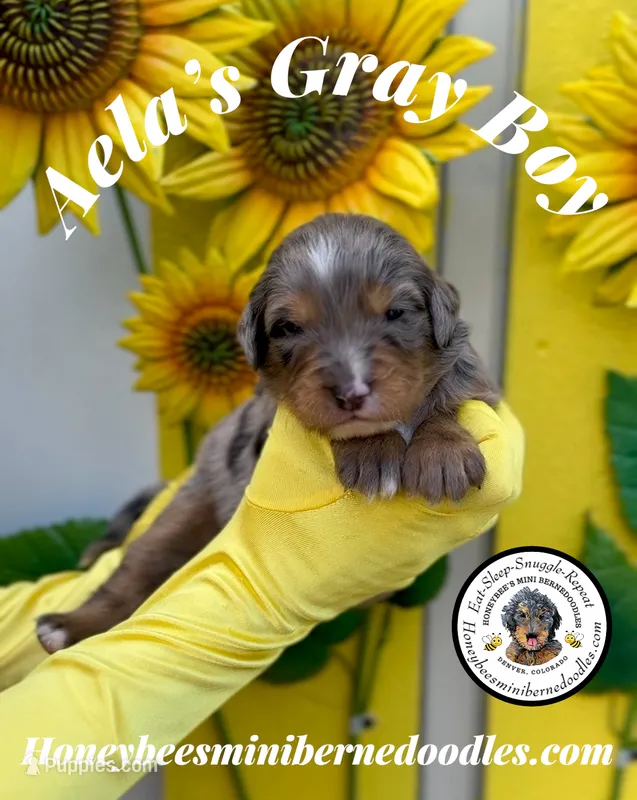 Aela’s Gray Boy – Miniature Bernedoodle puppy for sale in Brighton, CO