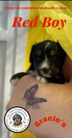 Gracie’s Red Boy, a male Miniature Bernedoodle for sale in Brighton, CO – Photo 2 of 8