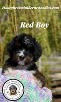 Gracie’s Red Boy, a male Miniature Bernedoodle for sale in Brighton, CO – Photo 1 of 10
