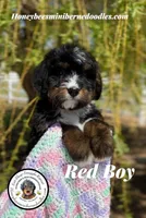 Gracie’s Red Boy, a male Miniature Bernedoodle for sale in Brighton, CO – Photo 4 of 10