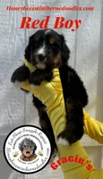Gracie’s Red Boy, a male Miniature Bernedoodle for sale in Brighton, CO – Photo 1 of 8