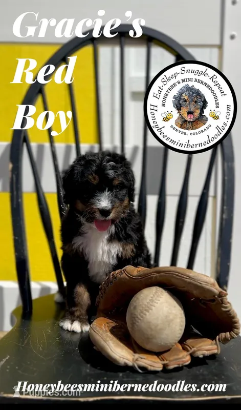 Gracie’s Red Boy – Miniature Bernedoodle puppy for sale in Brighton, CO