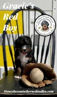 Gracie’s Red Boy, a male Miniature Bernedoodle for sale in Brighton, CO – Photo 5 of 10