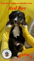 Gracie’s Red Boy, a male Miniature Bernedoodle for sale in Brighton, CO – Photo 4 of 8
