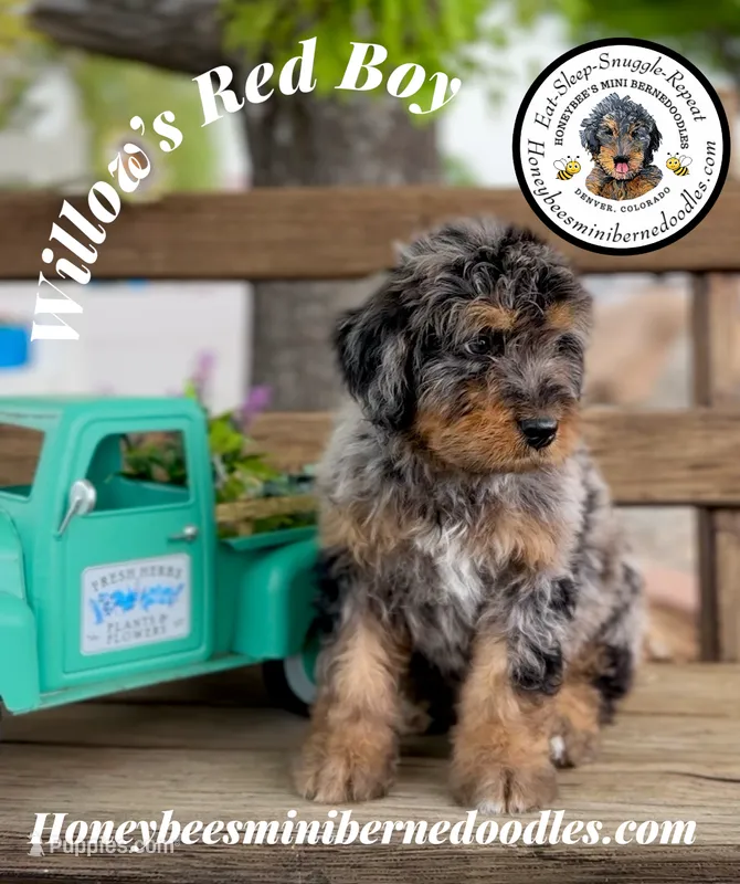 Red Boy (Willow’s) – Bernedoodle puppy for sale in Brighton, CO