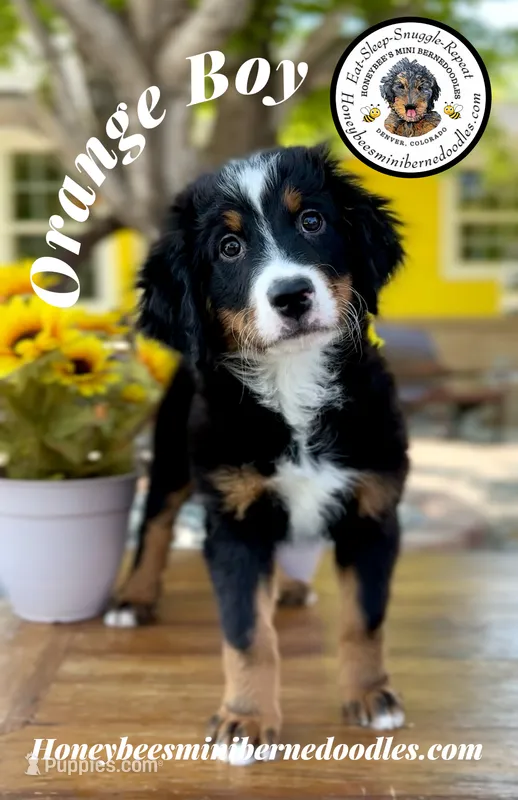 Orange Boy (Aela’s) – Bernedoodle puppy for sale in Brighton, CO