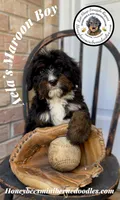 Aela’s Maroon Boy, a male Miniature Bernedoodle for sale in Brighton, CO – 2 of 10