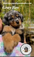 Gracie’s Gray Boy, a male Bernedoodle for sale in Brighton, CO – Photo 2 of 10
