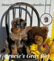 Gracie’s Gray Boy, a male Bernedoodle for sale in Brighton, CO – Photo 3 of 10