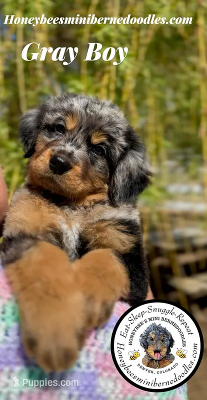 Gracie’s Gray Boy – Bernedoodle puppy for sale in Brighton, CO